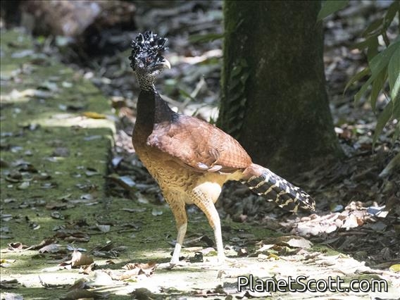 Great Curassow (Crax rubra) - Female
