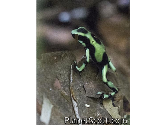 Green and Black Poison Dart Frog (Dendrobates auratus)