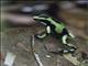 Green and Black Poison Dart Frog (Dendrobates auratus)