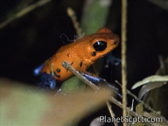 Strawberry Poison Dart Frog (Oophaga pumilio)
