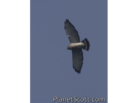 Broad-winged Hawk (Buteo platypterus)