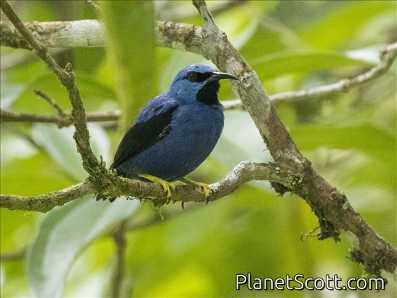 Shining Honeycreeper (Cyanerpes lucidus)