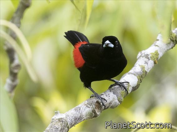 Scarlet-rumped Tanager (Ramphocelus passerinii) - Male