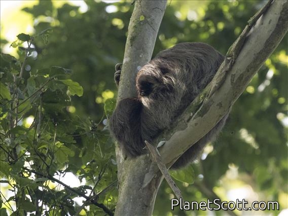 Brown-throated Three-toed Sloth (Bradypus variegatus)