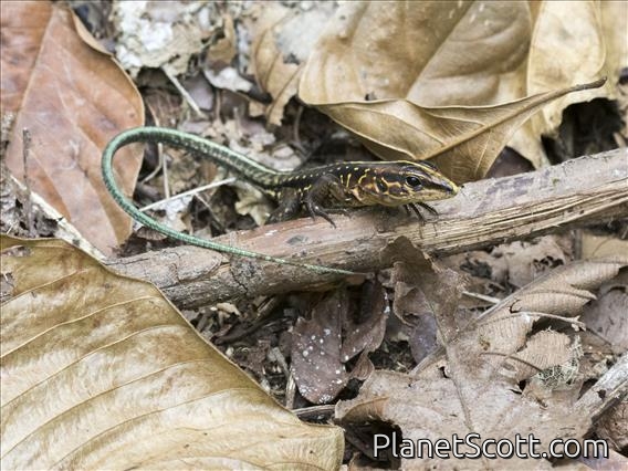 Middle American Ameiva (Holcosus festivus)