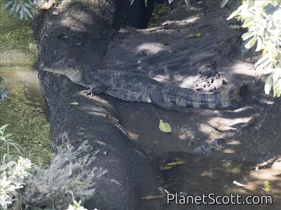 Spectacled Caiman (Caiman crocodilus)