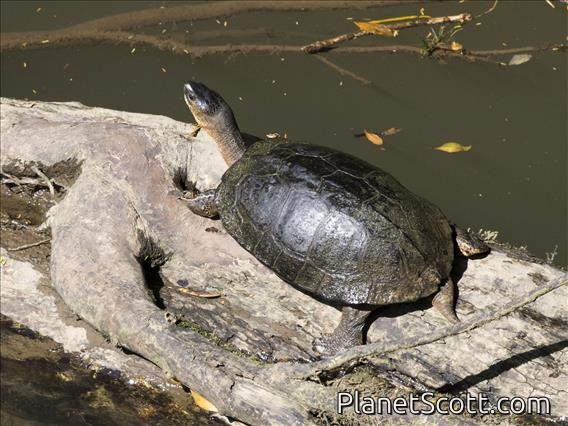 Black River Turtle (Rhinoclemmys funerea)