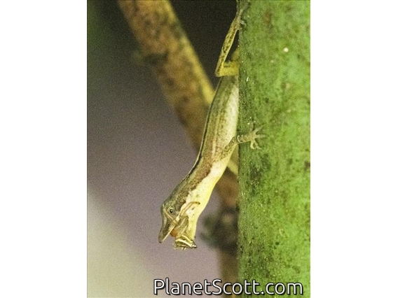 Border Anole (Anolis limifrons)