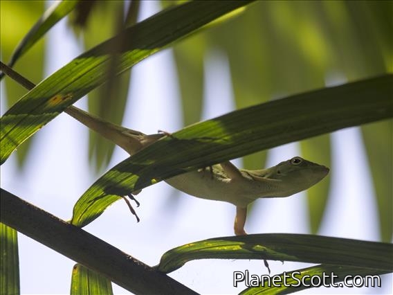 Neotropical Green Anole (Anolis biporcatus)