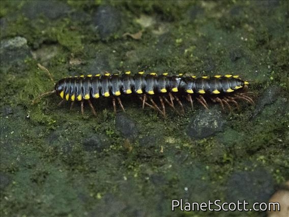 Chondrodesmus Millipede (Chondrodesmus sp)