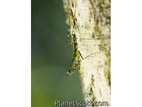 Lichen Mantis (Liturgusa sp)