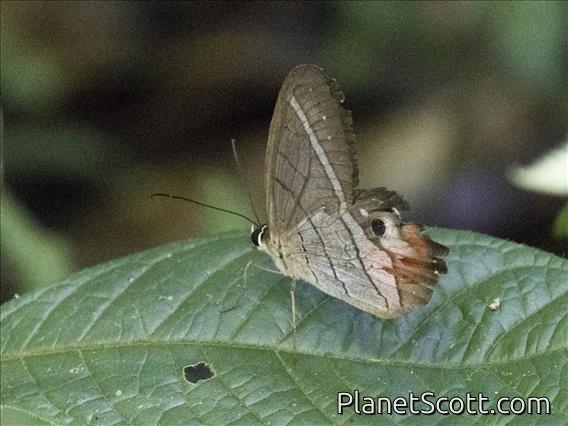 Red-washed Satyr (Pierella helvina)