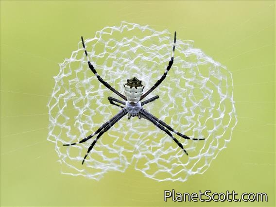 Garden Orbweaver (Argiope submaronica)