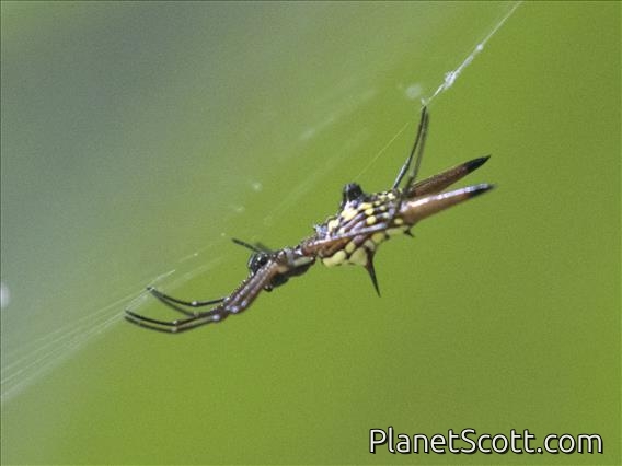 Micrathena Orbweaver (Micrathena brevipes)
