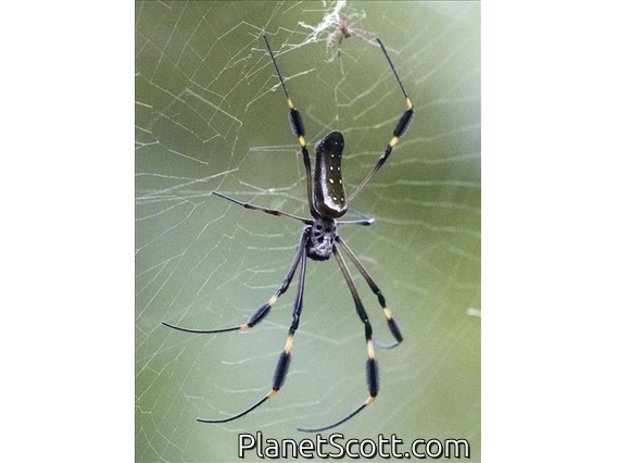 Golden Silk Orb-weaver (Trichonephila clavipes)
