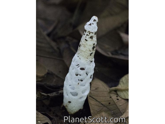 Costa Rican Stinkhorn (Staheliomyces costariquensis)