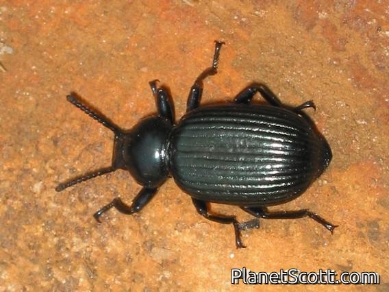 Long-jointed Beetle (Catamerus revoili)