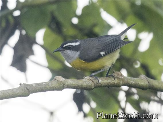 Bananaquit (Coereba flaveola)