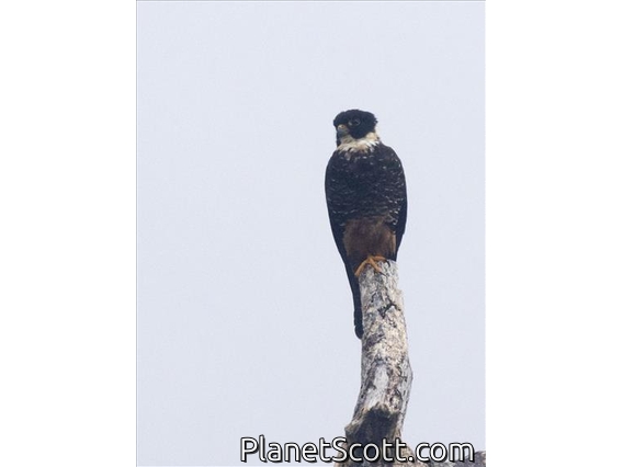 Bat Falcon (Falco rufigularis)