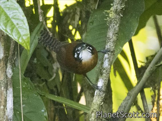 Bay Wren (Cantorchilus nigricapillus)