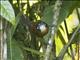 Bay Wren (Cantorchilus nigricapillus)