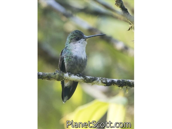 Crowned Woodnymph (Thalurania colombica) - Juvenile