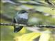 Crowned Woodnymph (Thalurania colombica) - Juvenile