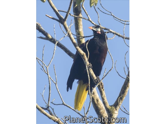 Montezuma Oropendola (Psarocolius montezuma)