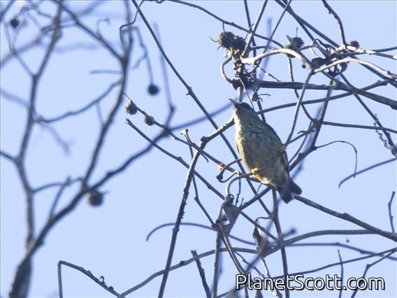Shining Honeycreeper (Cyanerpes lucidus) - Female