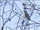 Shining Honeycreeper (Cyanerpes lucidus) - Female