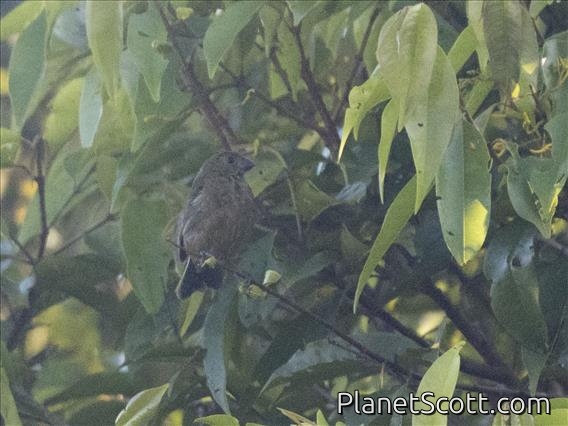 Thick-billed Seed Finch (Sporophila funerea) - Female
