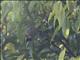 Thick-billed Seed Finch (Sporophila funerea) - Female