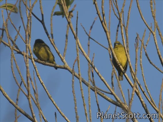 Yellow-crowned Euphonia (Euphonia luteicapilla) - Female
