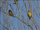 Yellow-crowned Euphonia (Euphonia luteicapilla) - Female