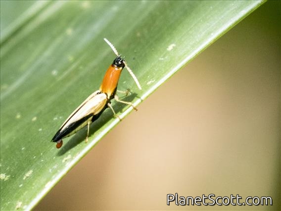 Click Beetle (Semiotus sp)