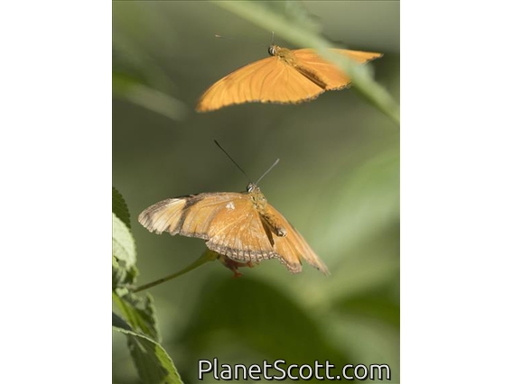 Julia Heliconian (Dryas iulia)