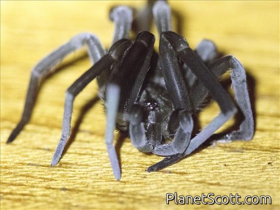 Crevice Weaver (Kukulcania sp)