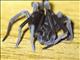 Crevice Weaver (Kukulcania sp)