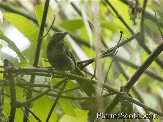 Black-headed Saltator (Saltator atriceps)