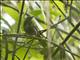 Black-headed Saltator (Saltator atriceps)