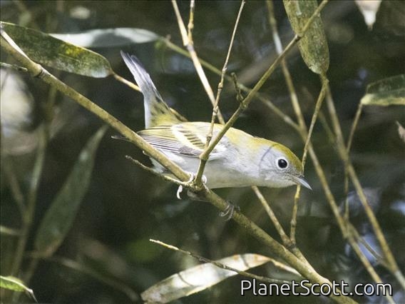 Chestnut-sided Warbler (Setophaga pensylvanica)