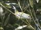 Chestnut-sided Warbler (Setophaga pensylvanica)