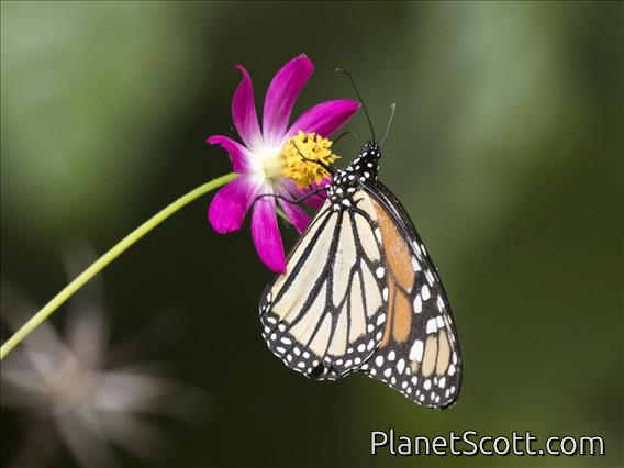Monarch Butterfly (Danaus Plexippus)
