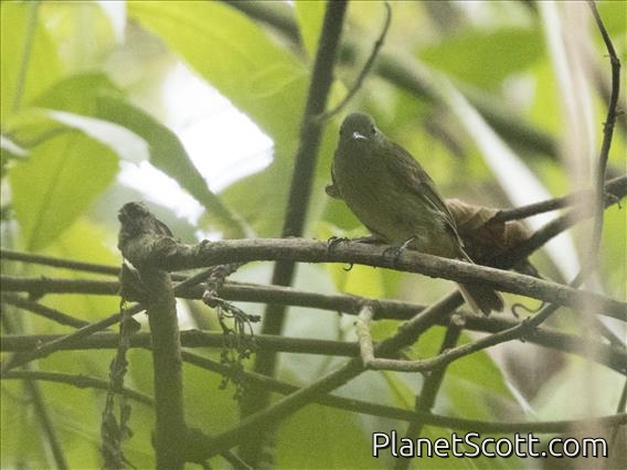 Northern Schiffornis (Schiffornis veraepacis)