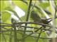Northern Schiffornis (Schiffornis veraepacis)