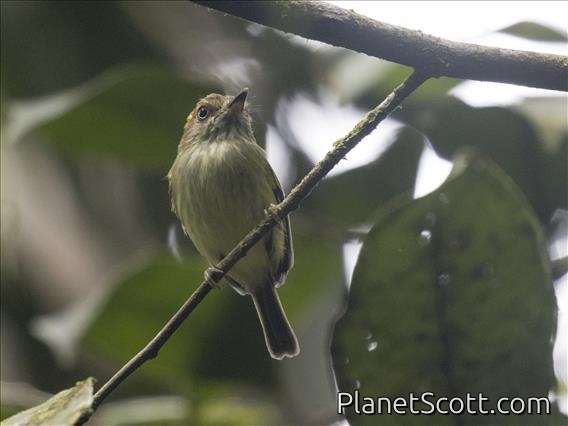 Scale-crested Pygmy-Tyrant (Lophotriccus pileatus)