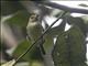 Scale-crested Pygmy-Tyrant (Lophotriccus pileatus)