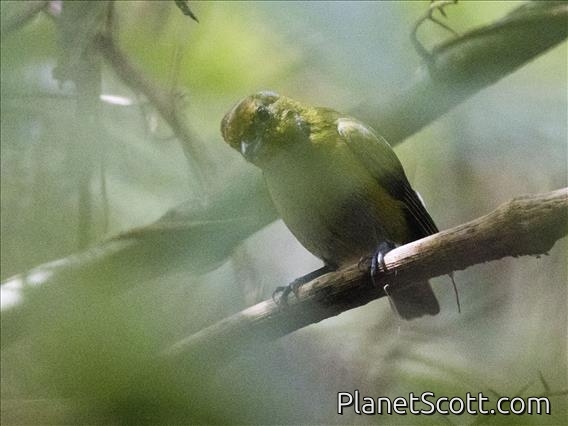 Tawny-capped Euphonia (Euphonia anneae) - Female