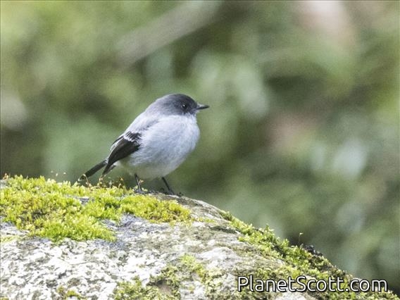Torrent Tyrannulet (Serpophaga cinerea)
