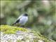Torrent Tyrannulet (Serpophaga cinerea)